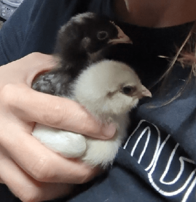 Me holding two baby chicks against my chest, 2 weeks old.