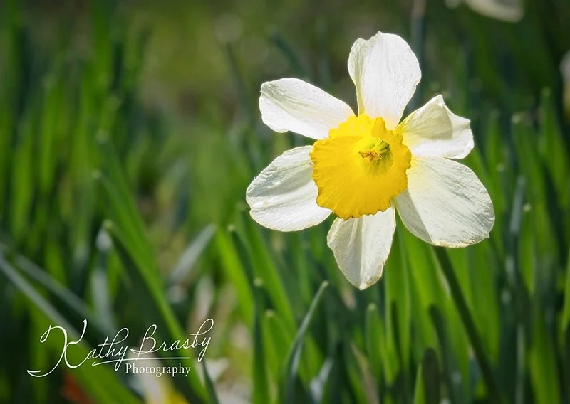 Single yellow daffodil