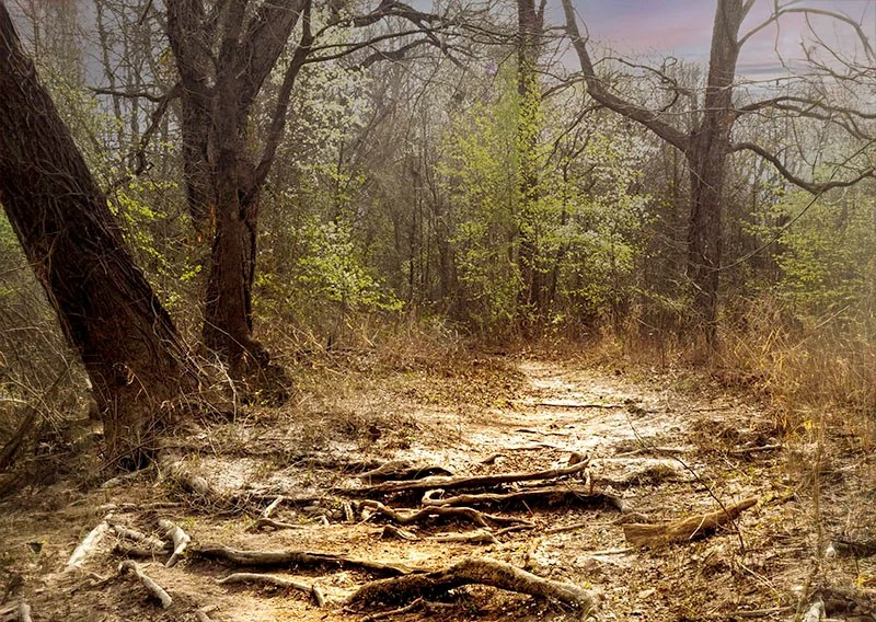 A dirt path into trees