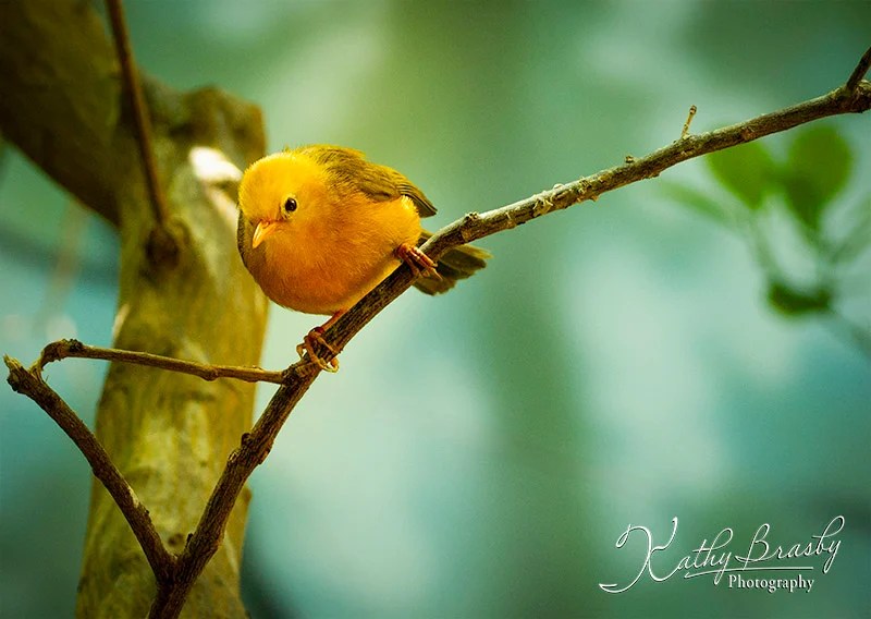 A small yellow bird perched on a branch.