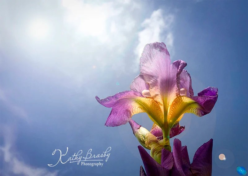 Purple iris against blue sky