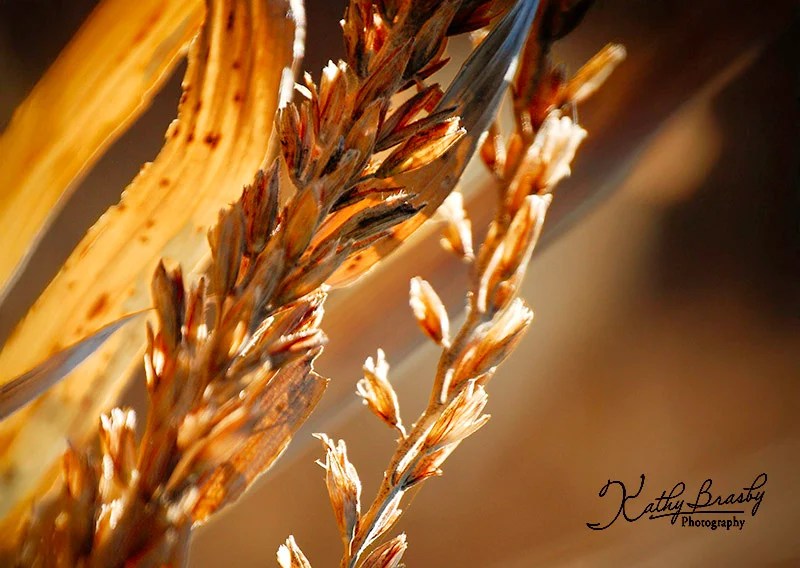 Plant showing hope in hardship