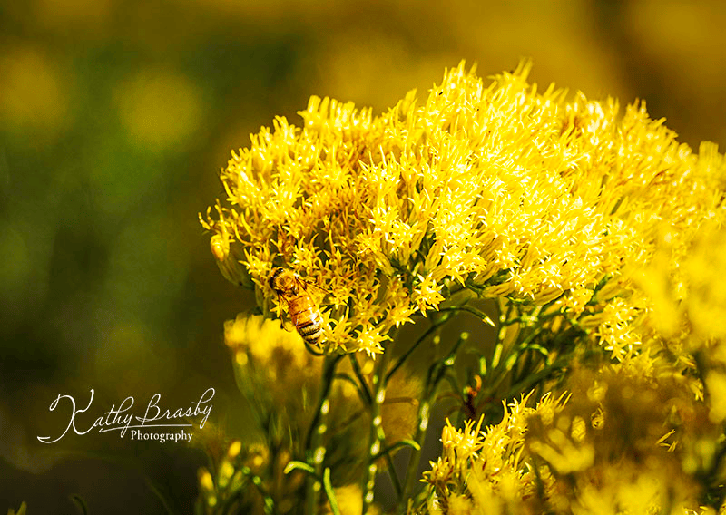 A honeybee rests on a cluster of bright yellow wildflowers, symbolizing hope and the renewal of life.