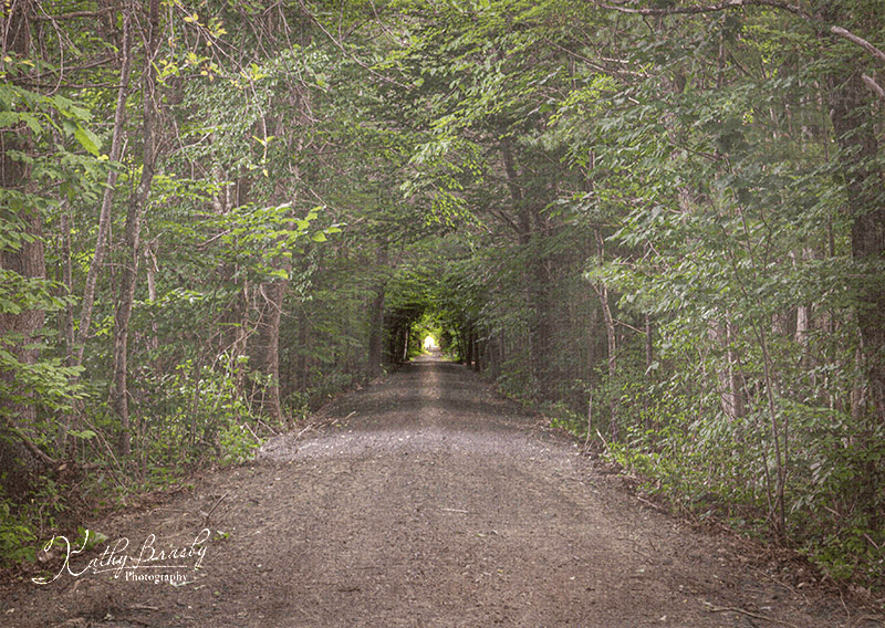 A straight gravel path leads through a tunnel of dense green trees, with a bright, warm light visible at the far end of the path.