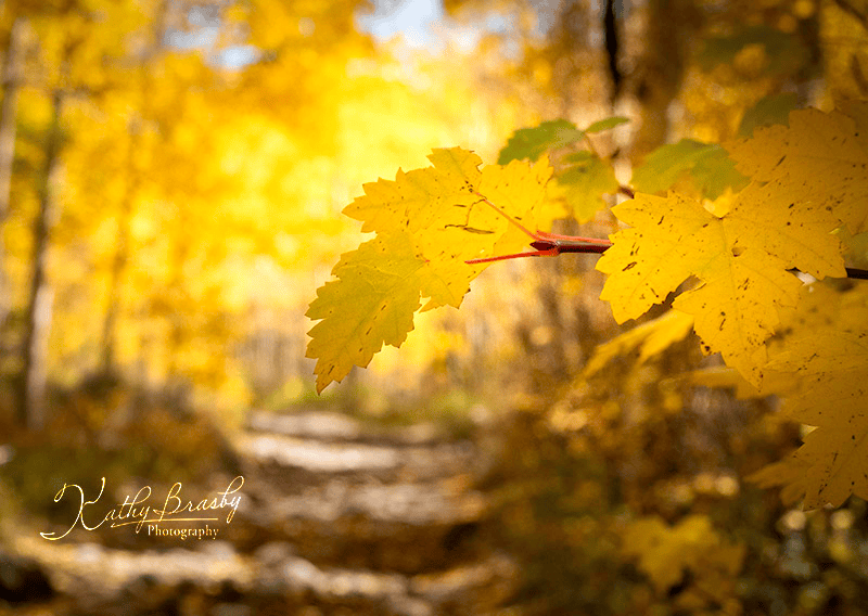Close-up of golden autumn leaves with a sunlit forest path in the background.