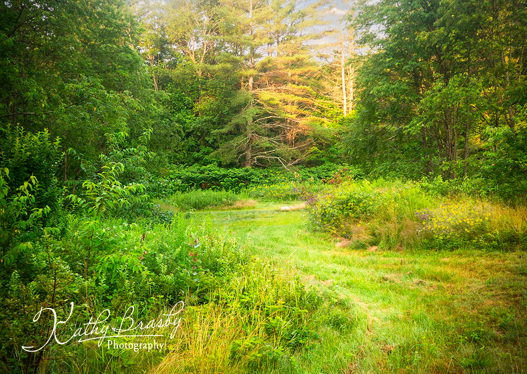 Sunlit meadow with wildflowers and trees in summer