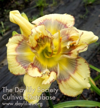 Double Variable $35 df