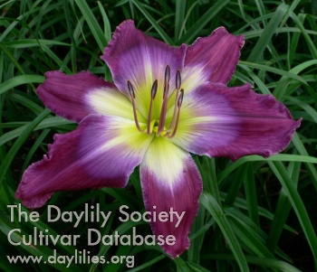 Dramatic Pause display