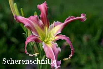 scherenschnitte $25 df