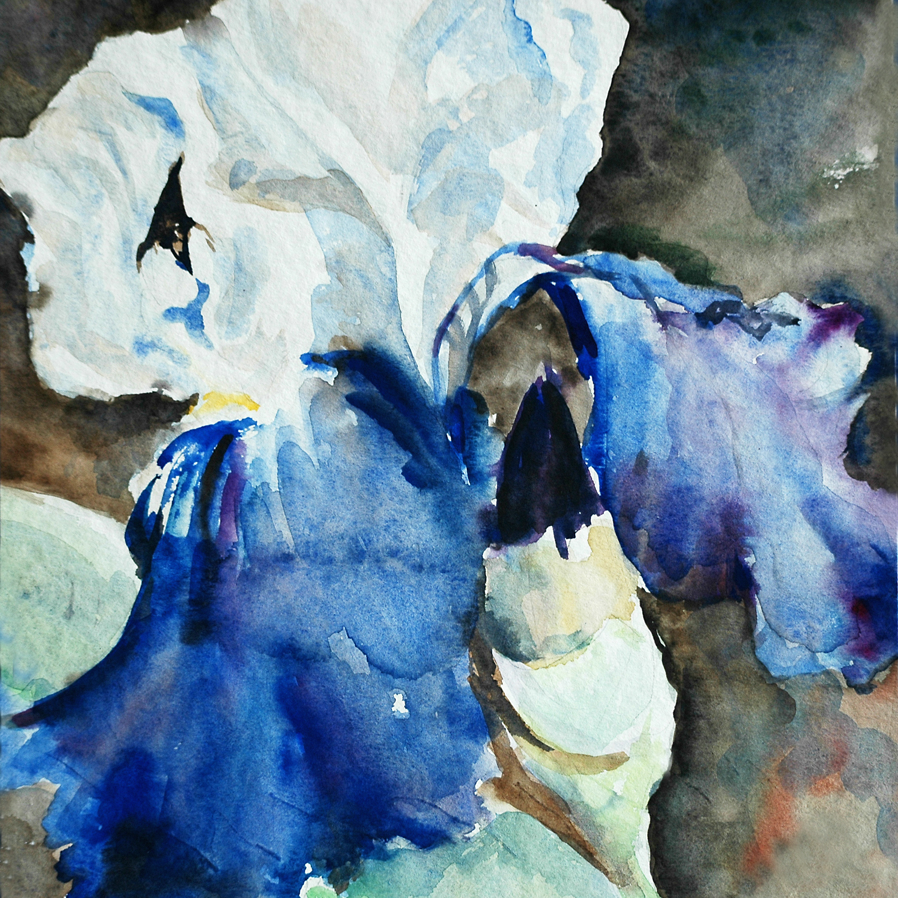 blue iris, watercolour