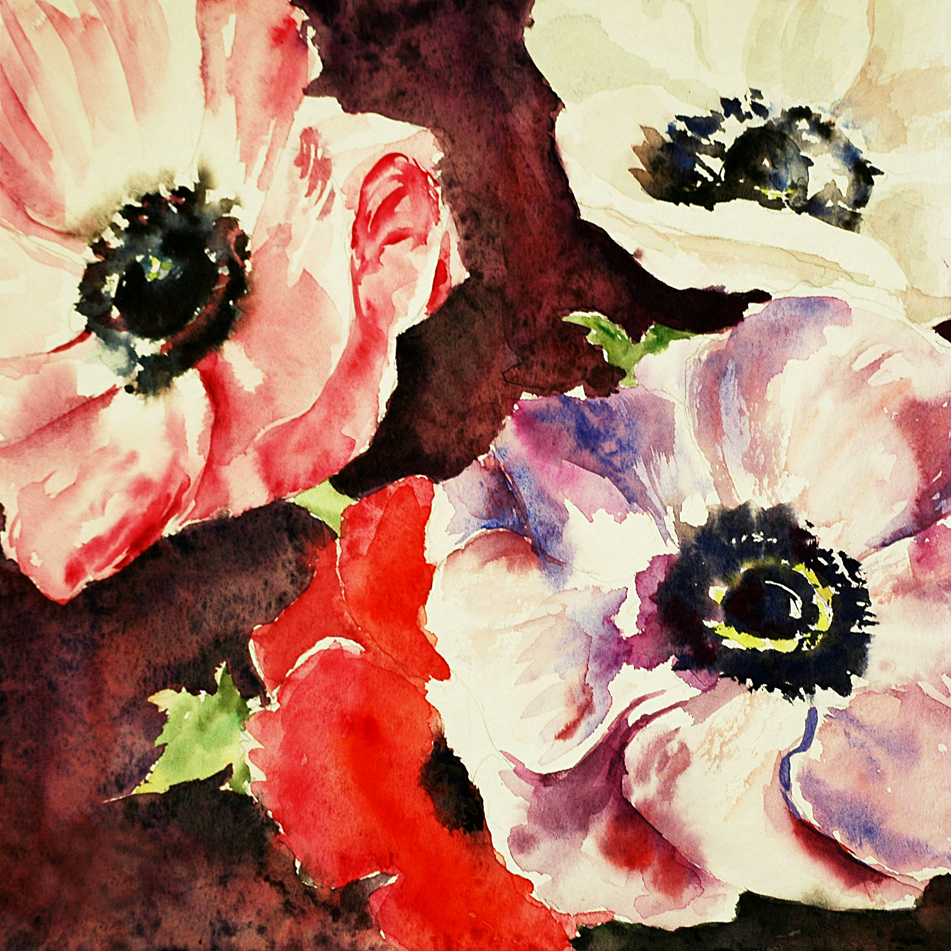 anemones
