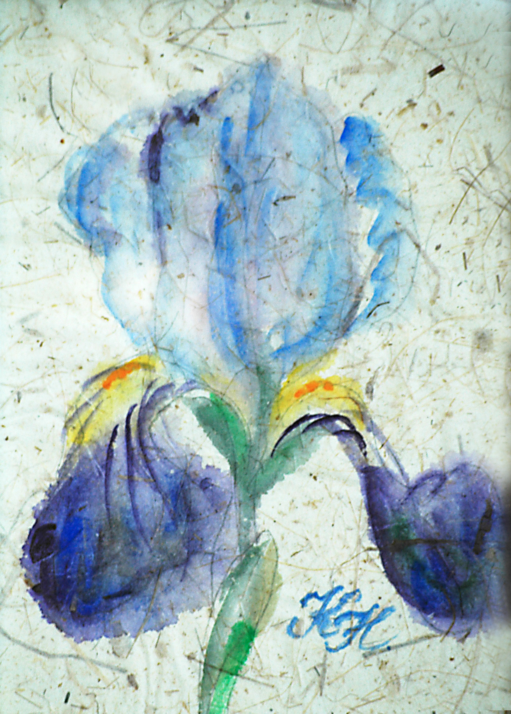 blue iris, watercolour