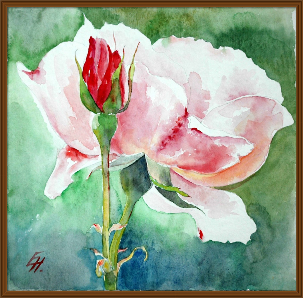 pink rose, watercolour