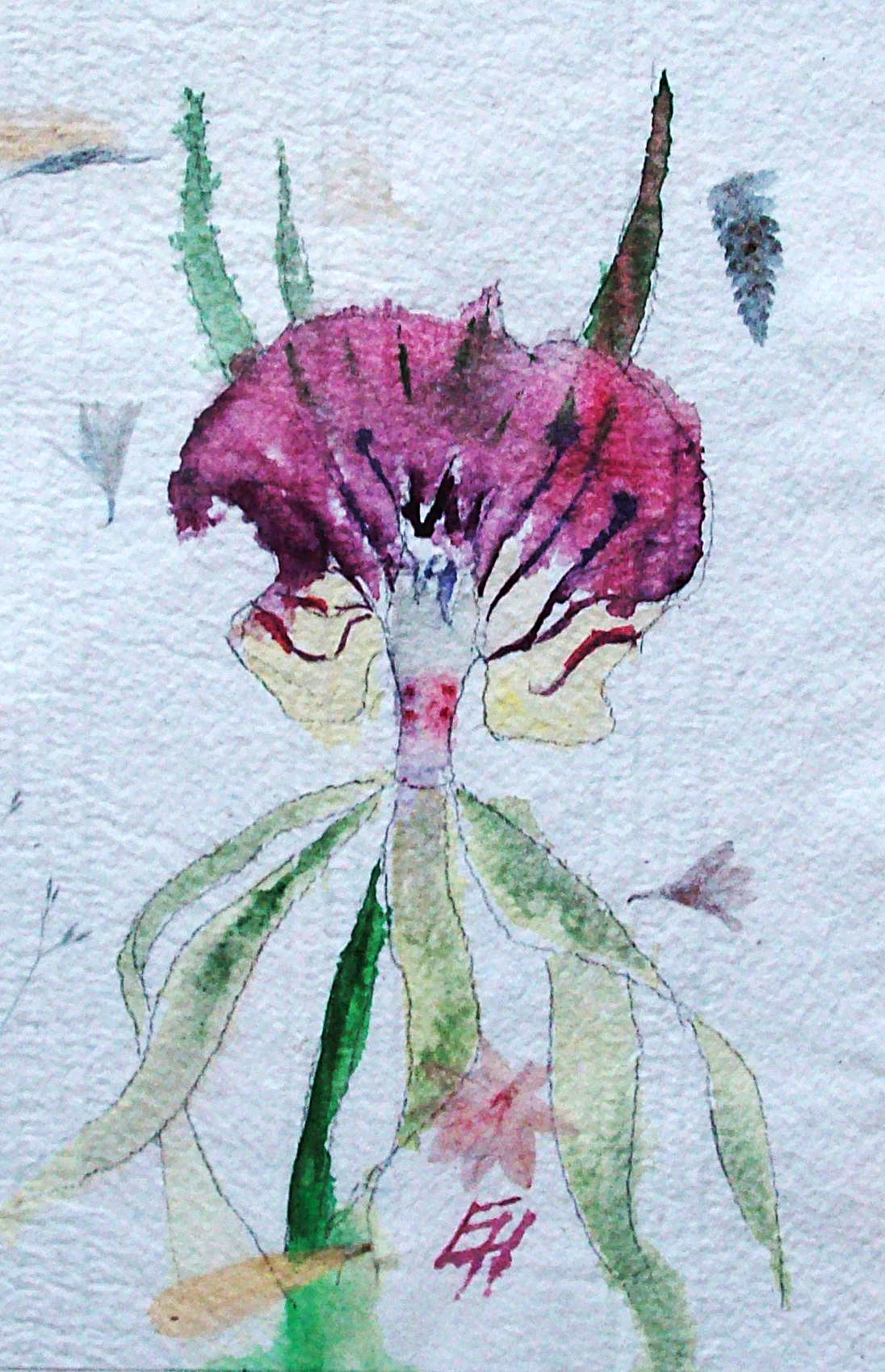 orchid, watercolour