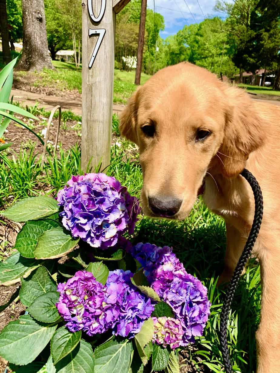 purple flower and golden retriever puppy using a slip lead