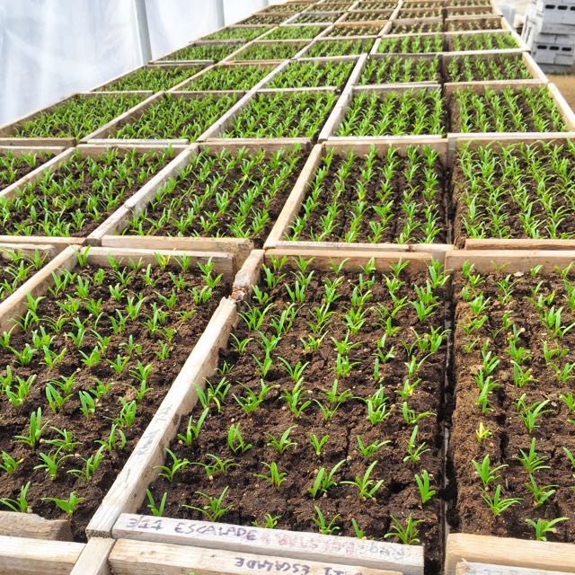 High germination rates come from viable seeds