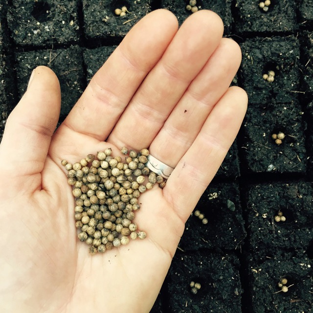 seed starting