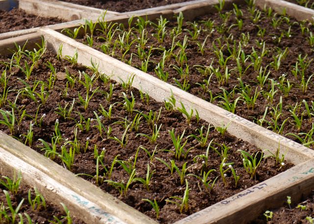 spinach seedlings in the greenhouse