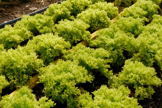 Over-wintered lettuce in the greenhouse