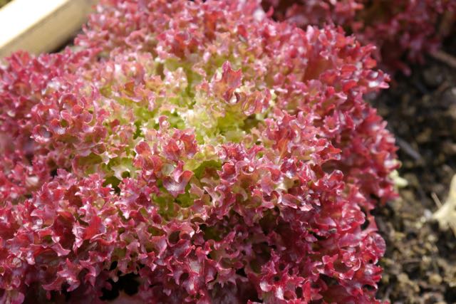 Over-wintered lettuce in the greenhouse