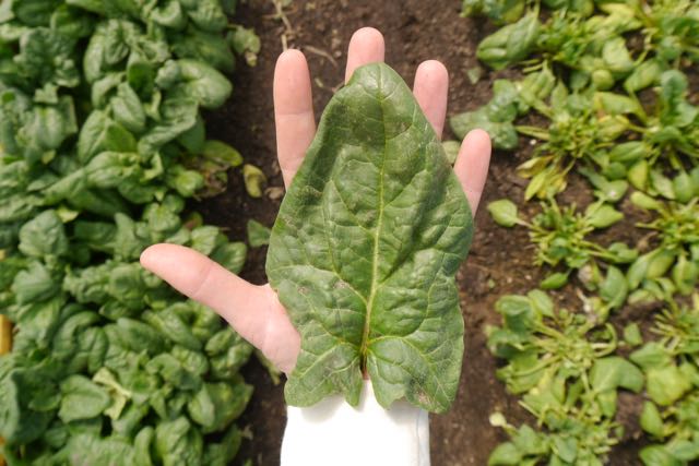 Winter Spinach in the greenhouse