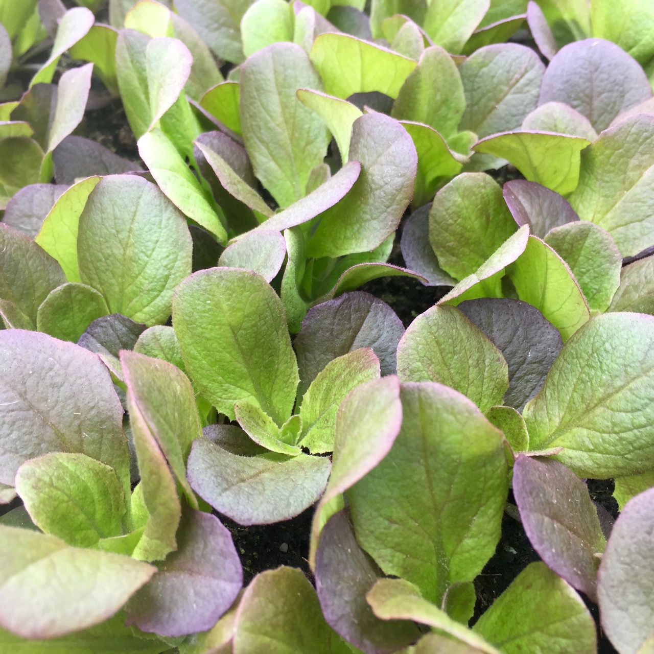 organic lettuce seedlings