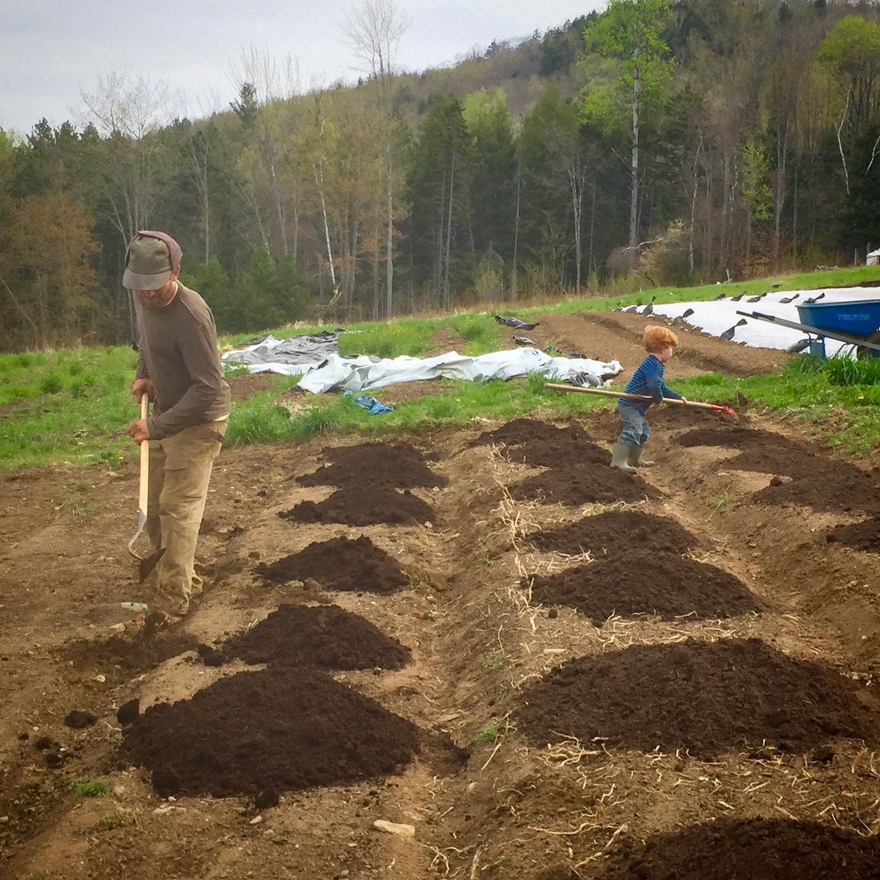 weeding and composting garden beds in spring