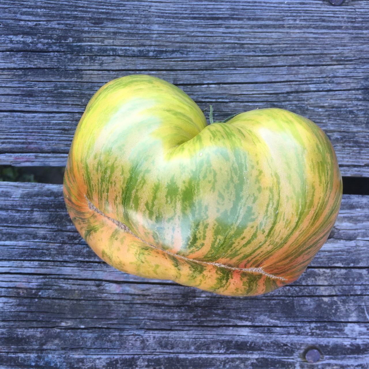 Organic Copia Tomato, one of my favorite organic tomato varieties
