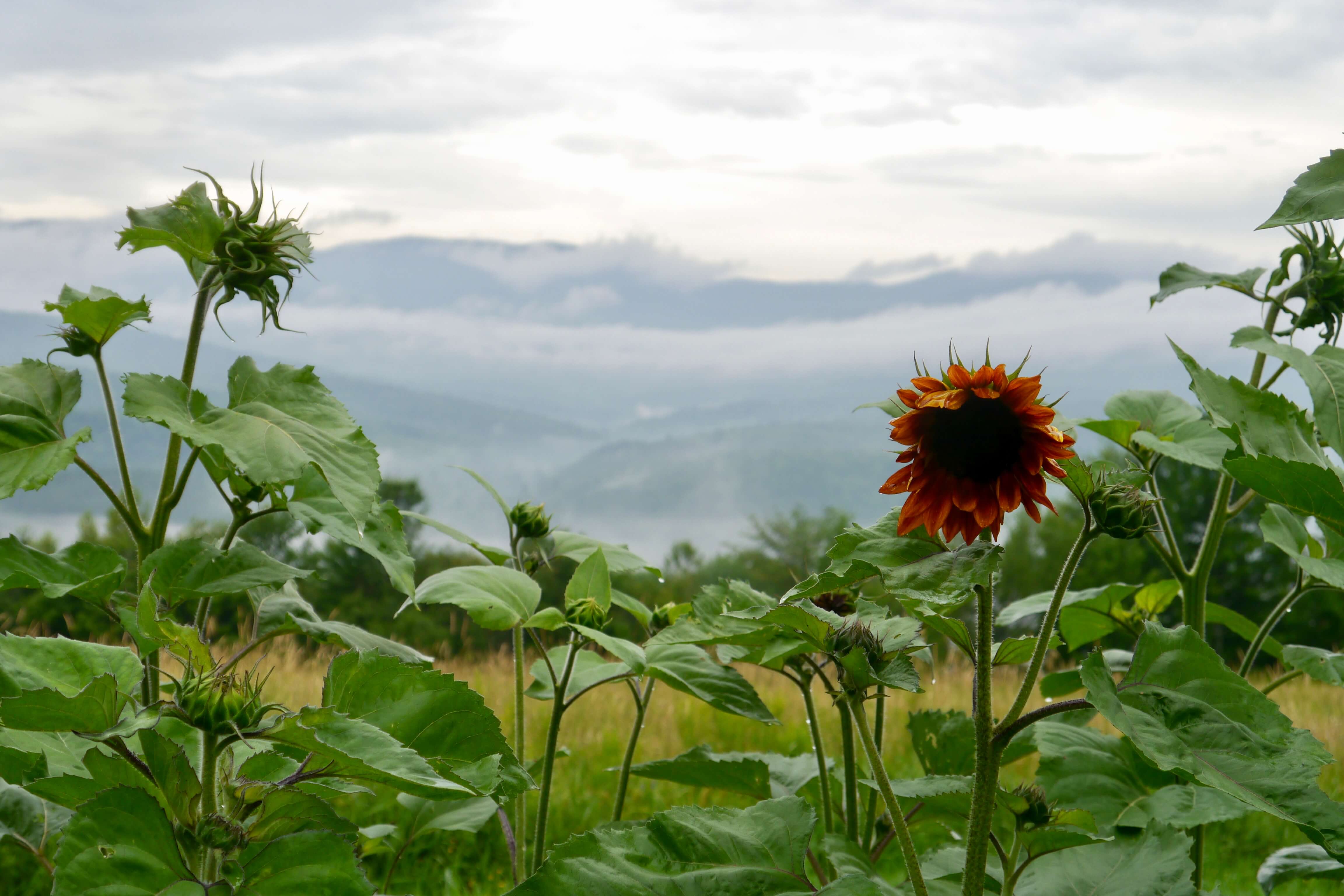 July morning at Good Heart Farmstead: unplug, plant seeds, and grow your life