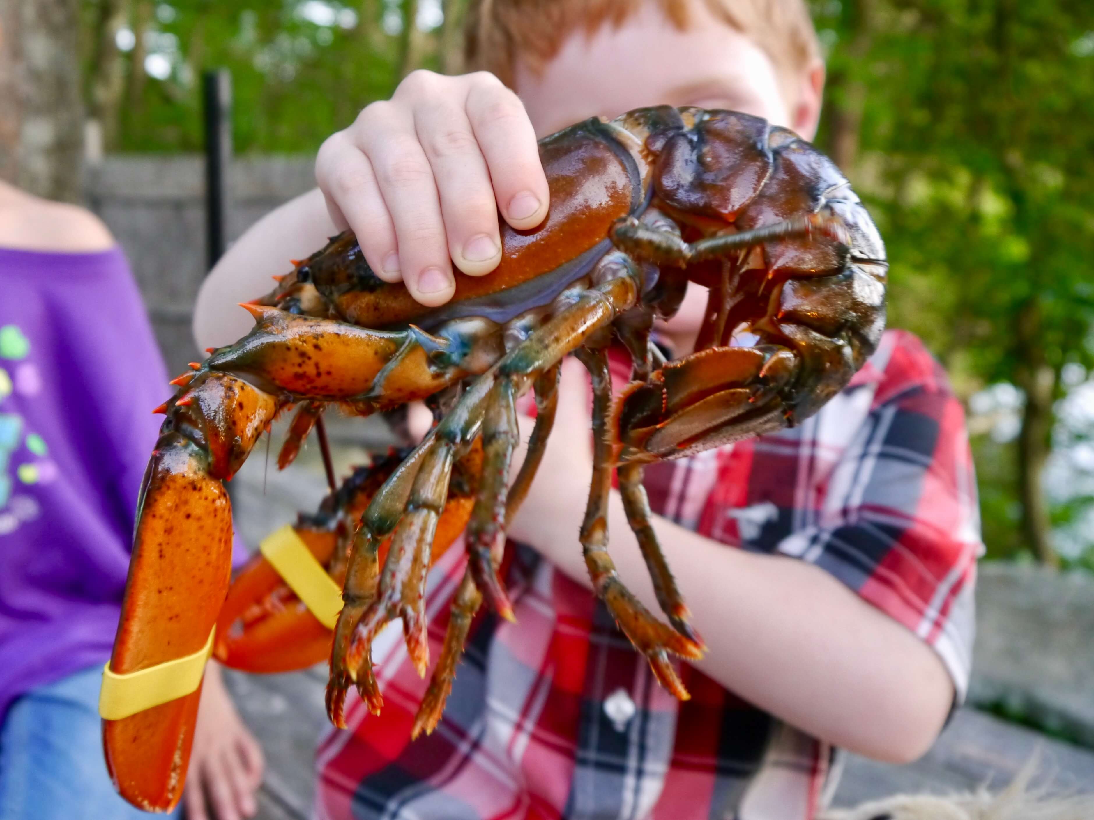 farmers on vacation, eating lobster
