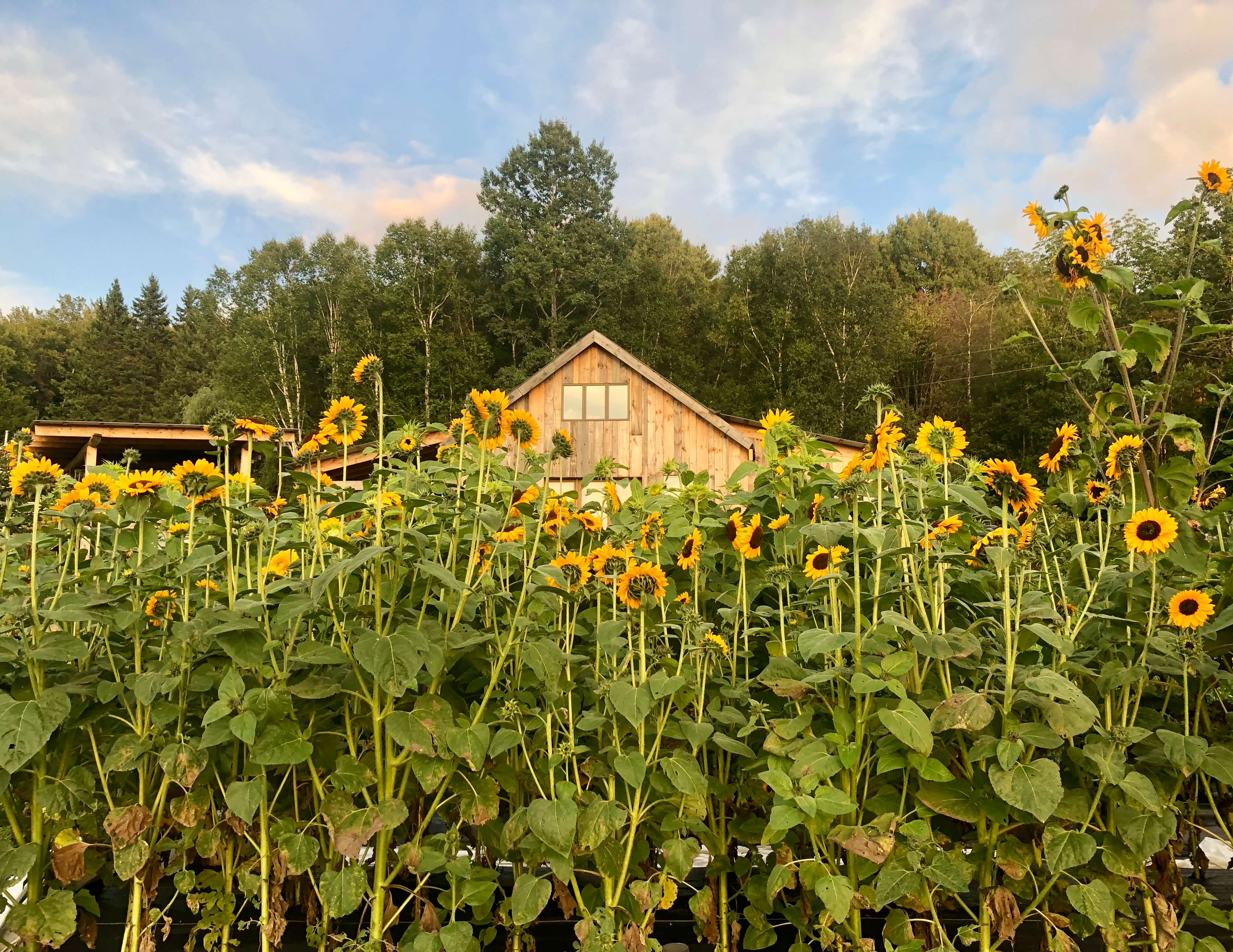 Sunflowers in August at Good Heart Farmstead