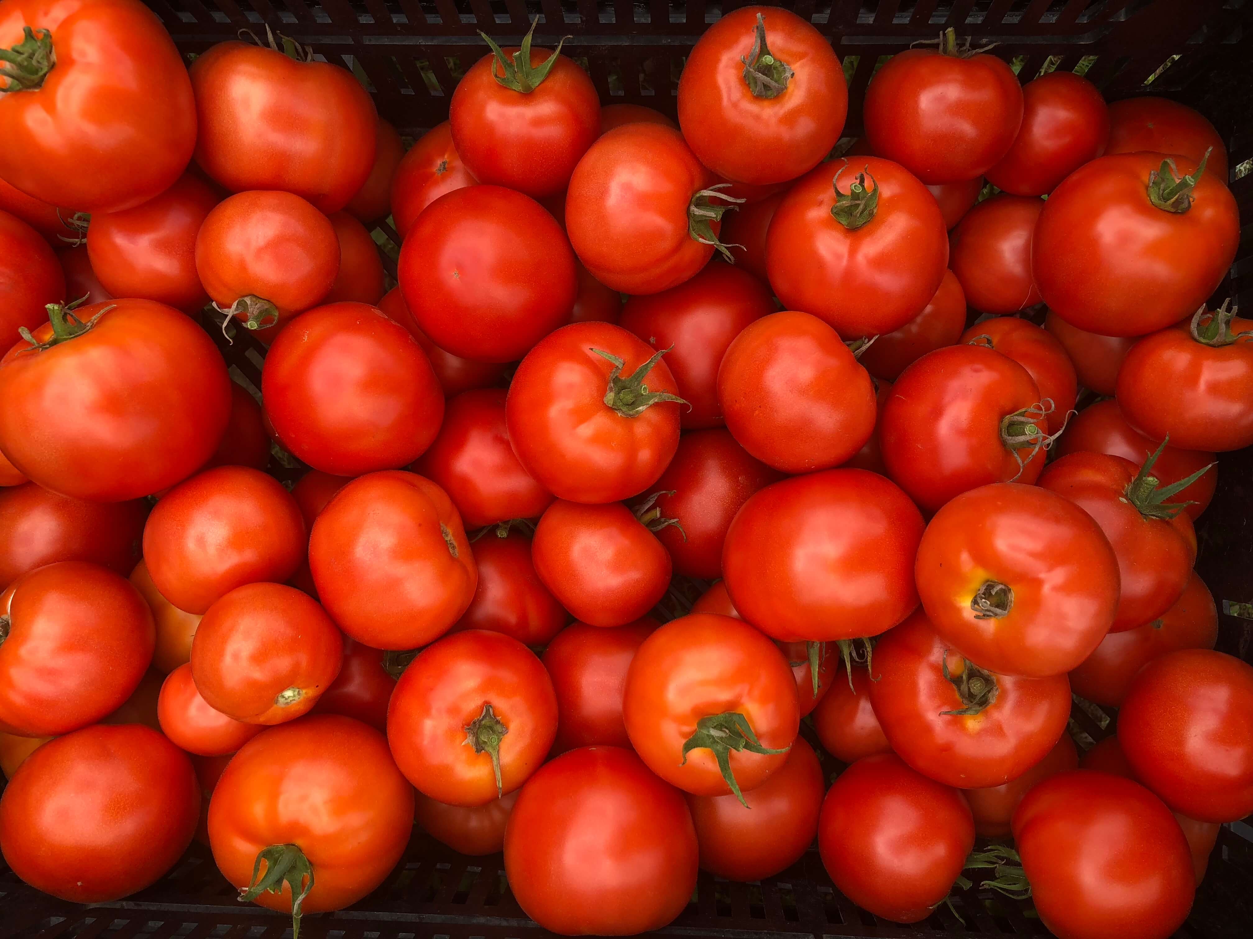 organic tomatoes: how to deal with powdery mildew and aphids
