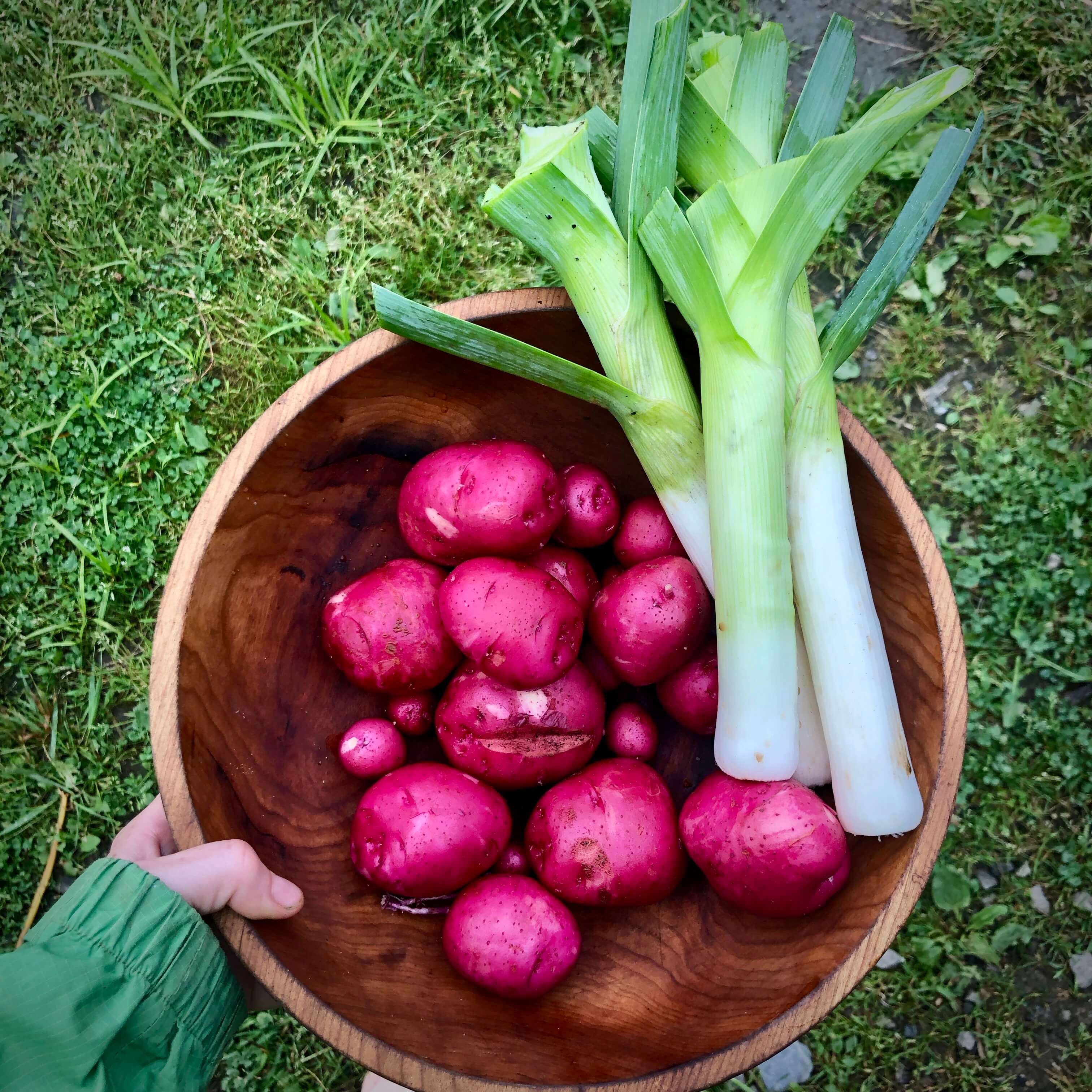Organic potato and leek harvest