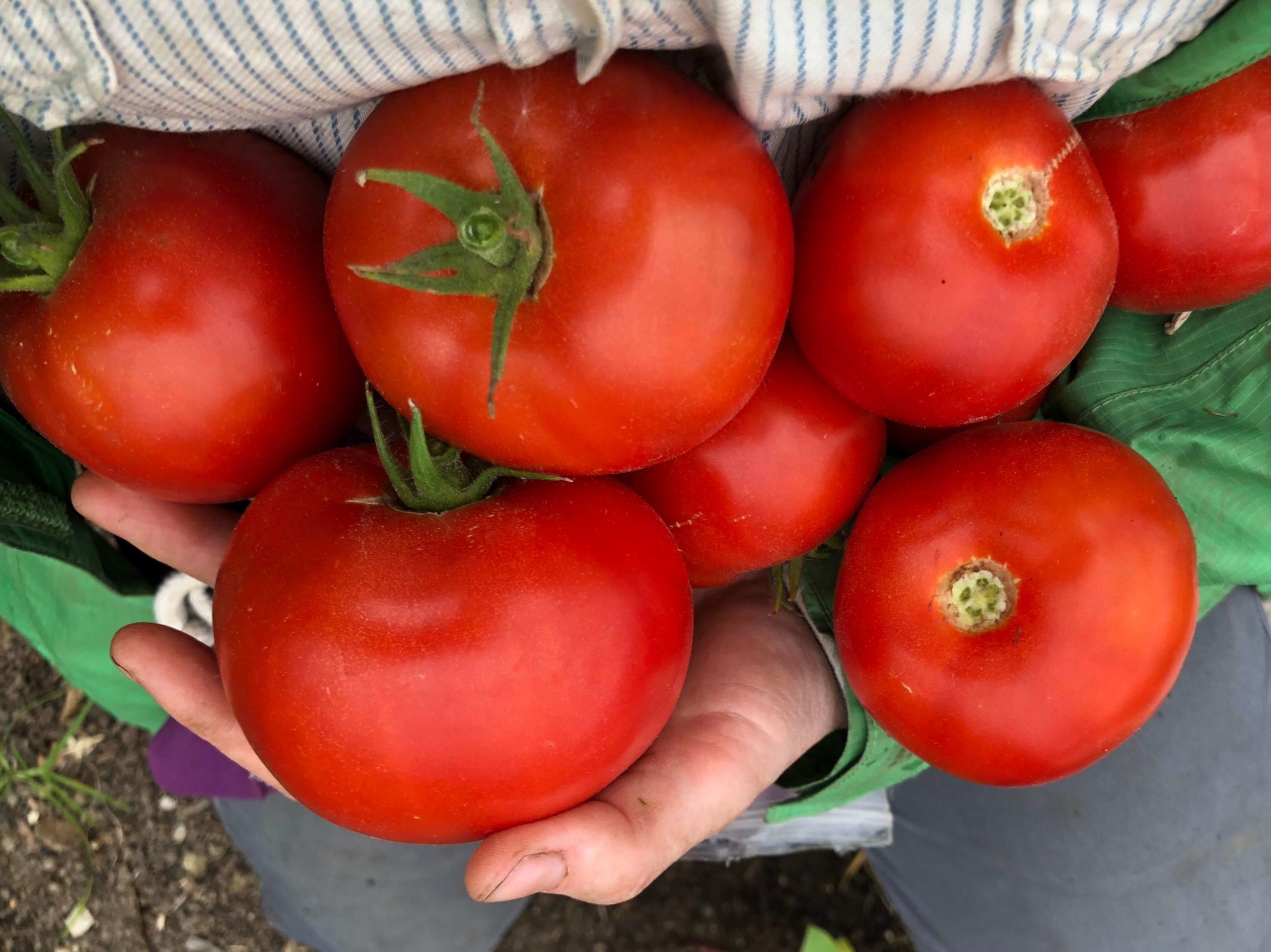 organic tomatoes can tell a story for effective farm marketing