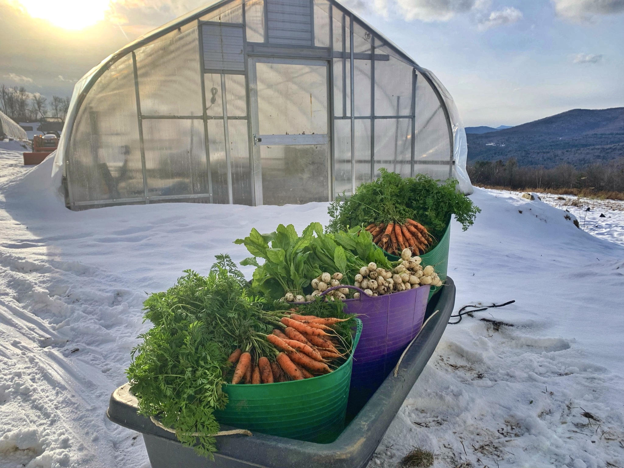 freshly harvested carrots and turnips in a sled outside a snowy greenhouse