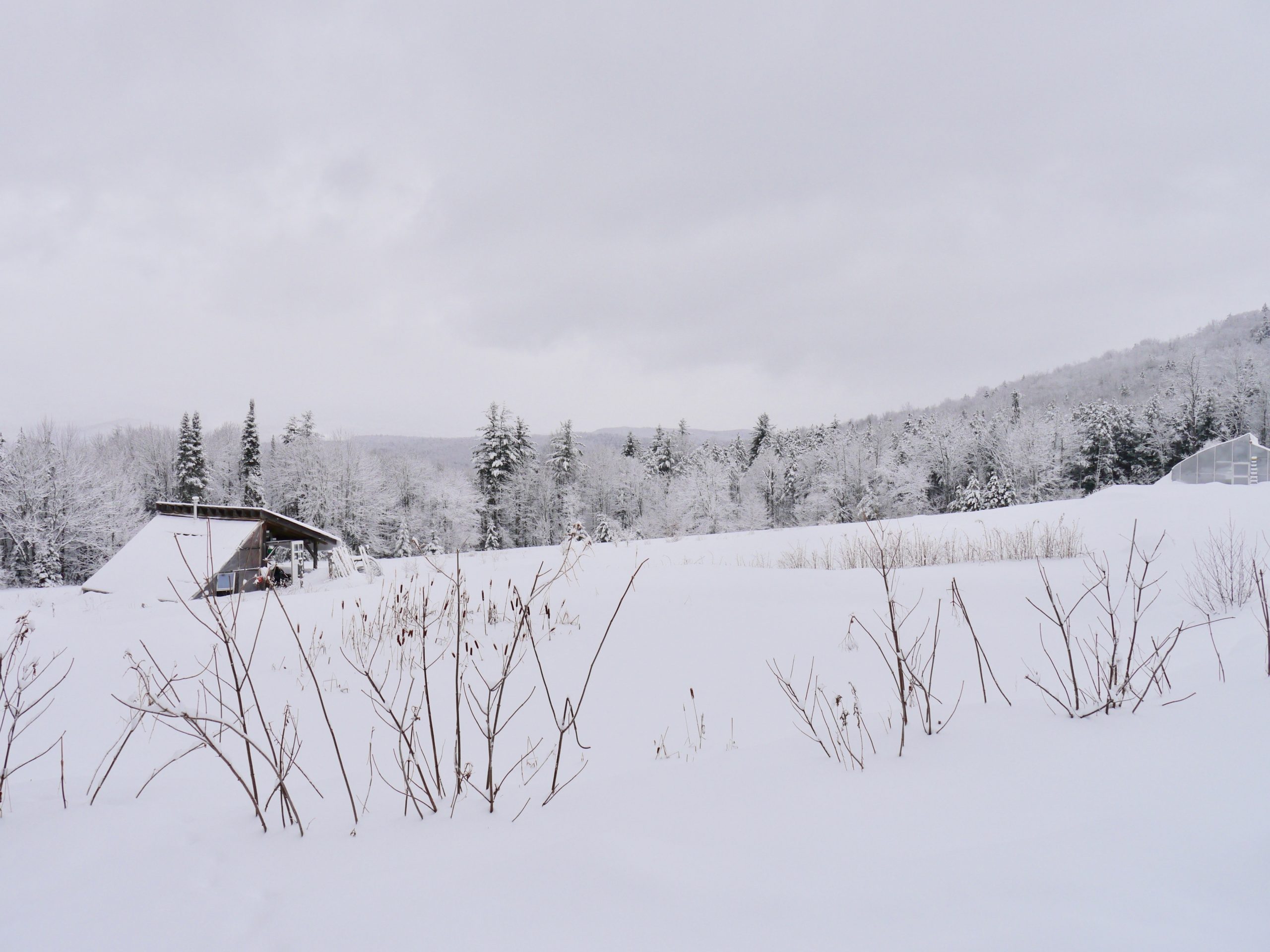 snowy field and forest at Good Heart Farmstead