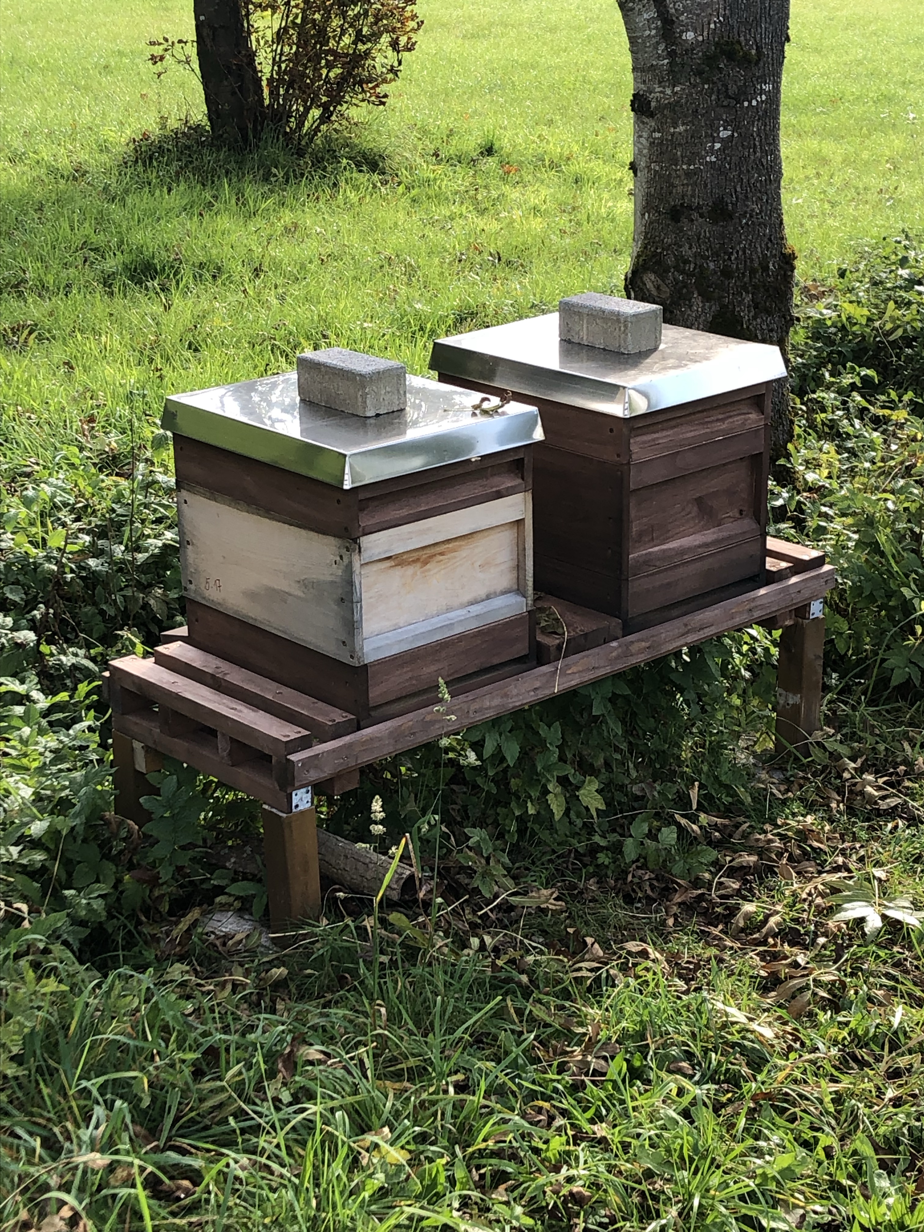 Eigene Bienen? Natürlich!