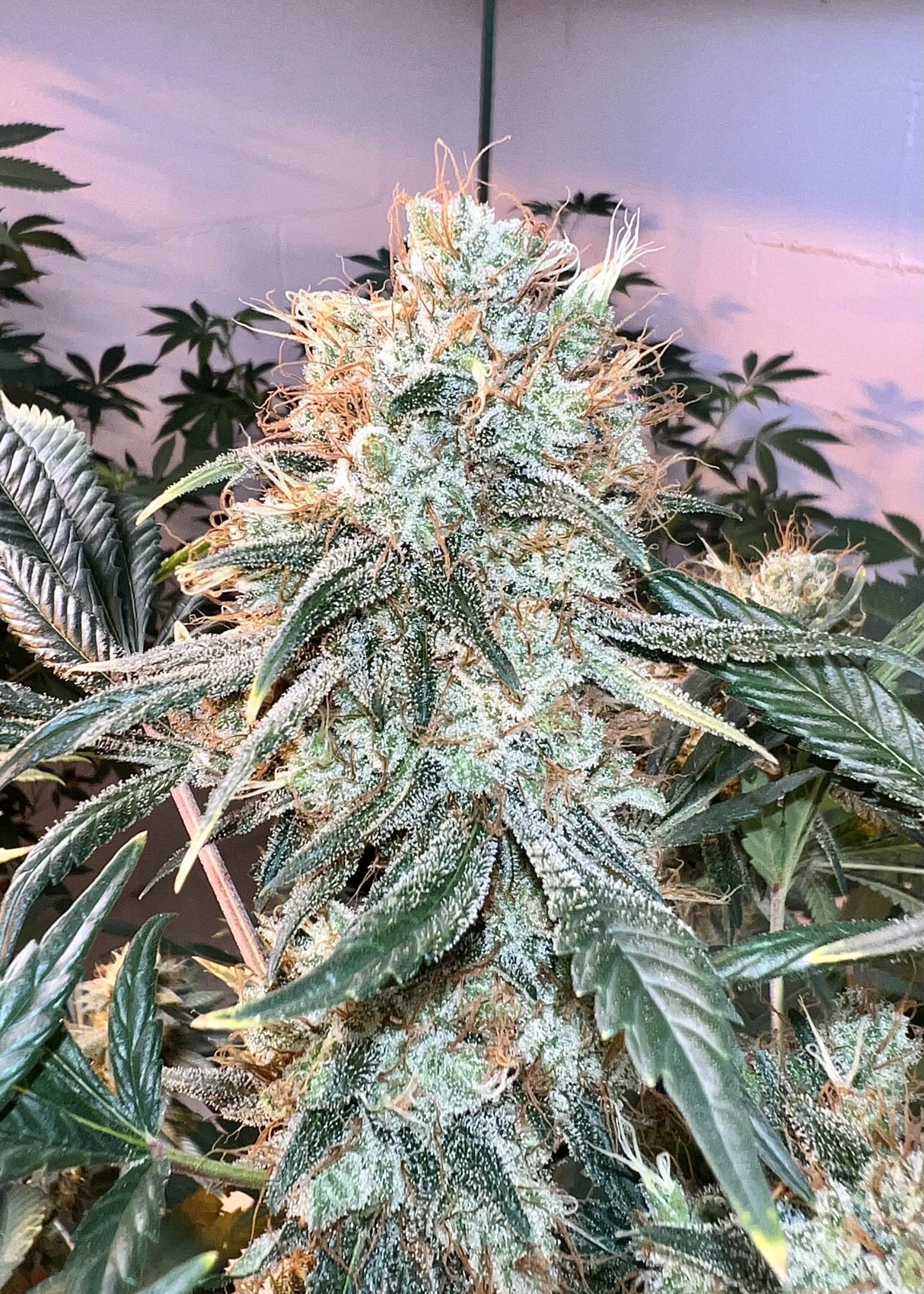 AK47 F3 - 10 Reg