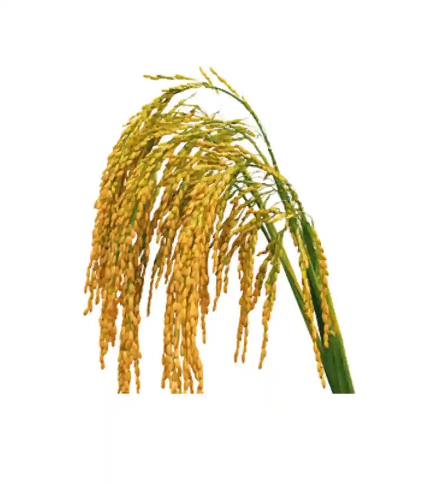 Buy Best Insecticide For Paddy Fungicide Herbicide For Paddy