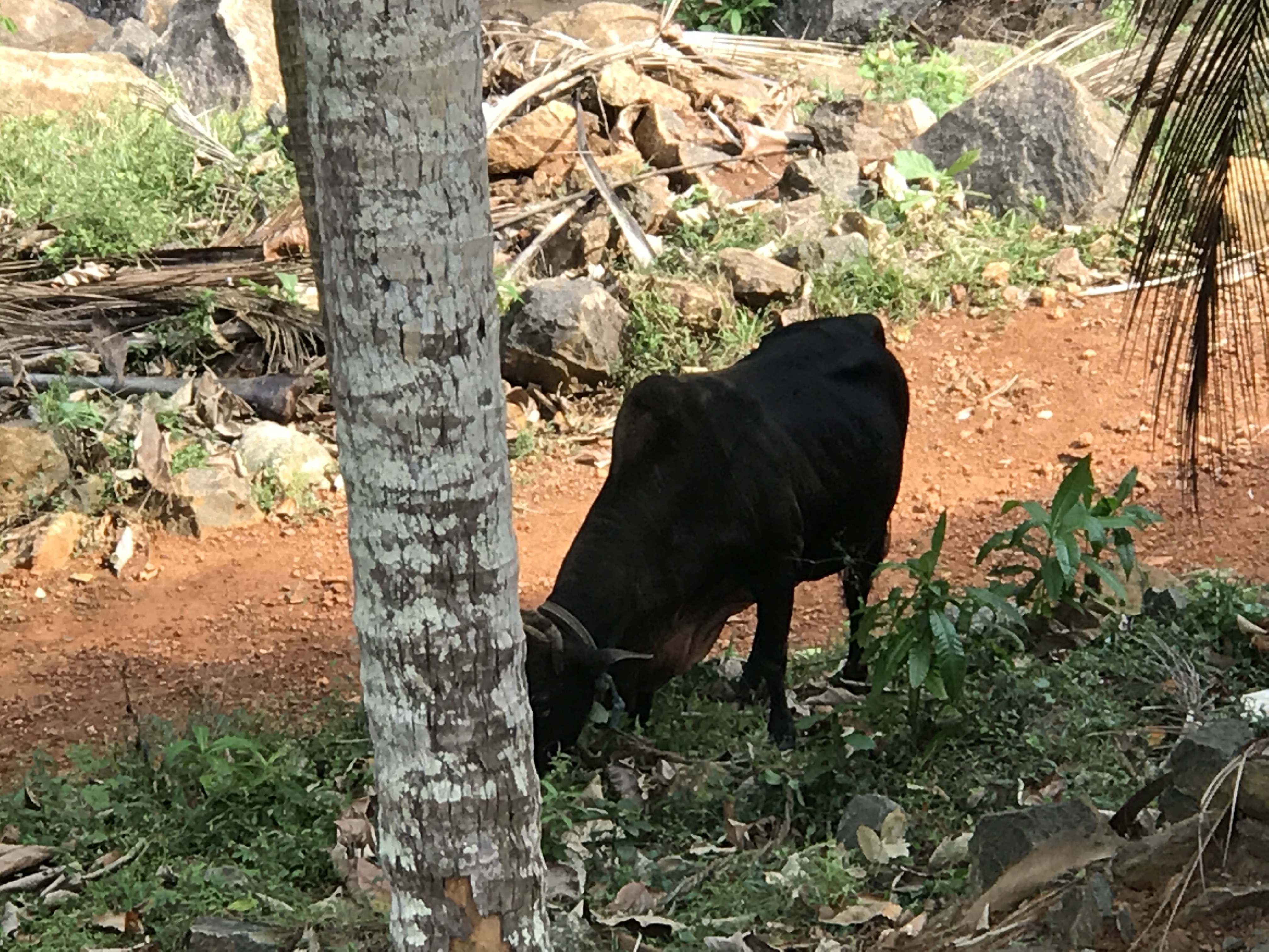 Ratnaparla's cow ignoring explosions