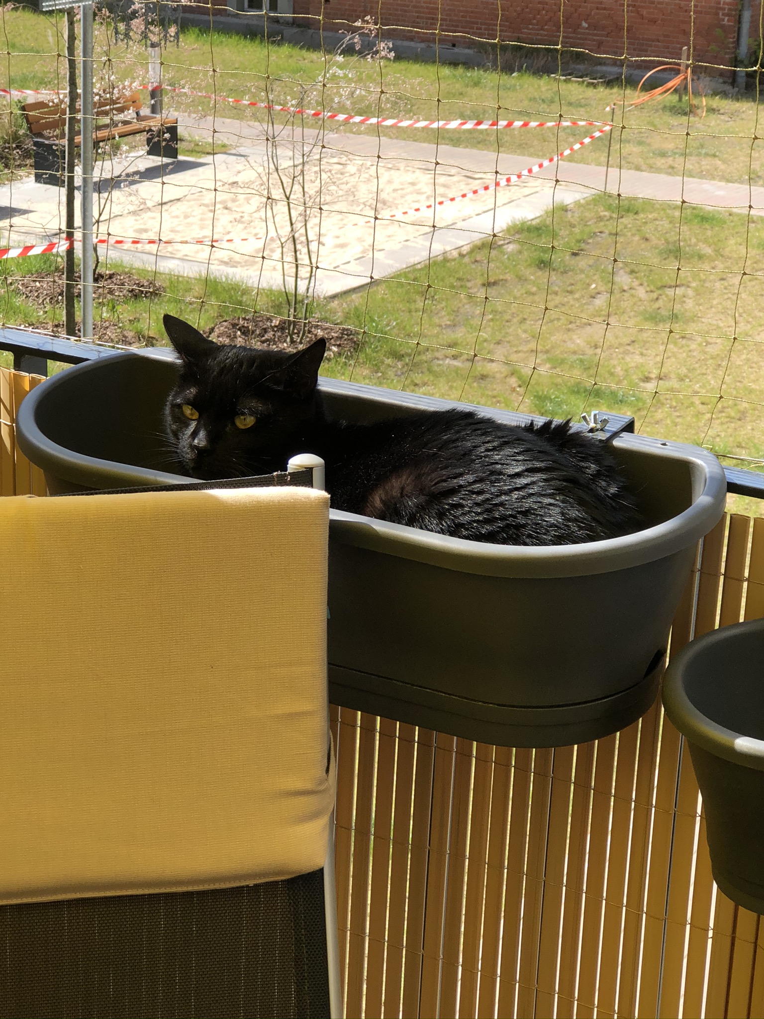 Wieso Blumenkasten, das ist ein Katzenbett!