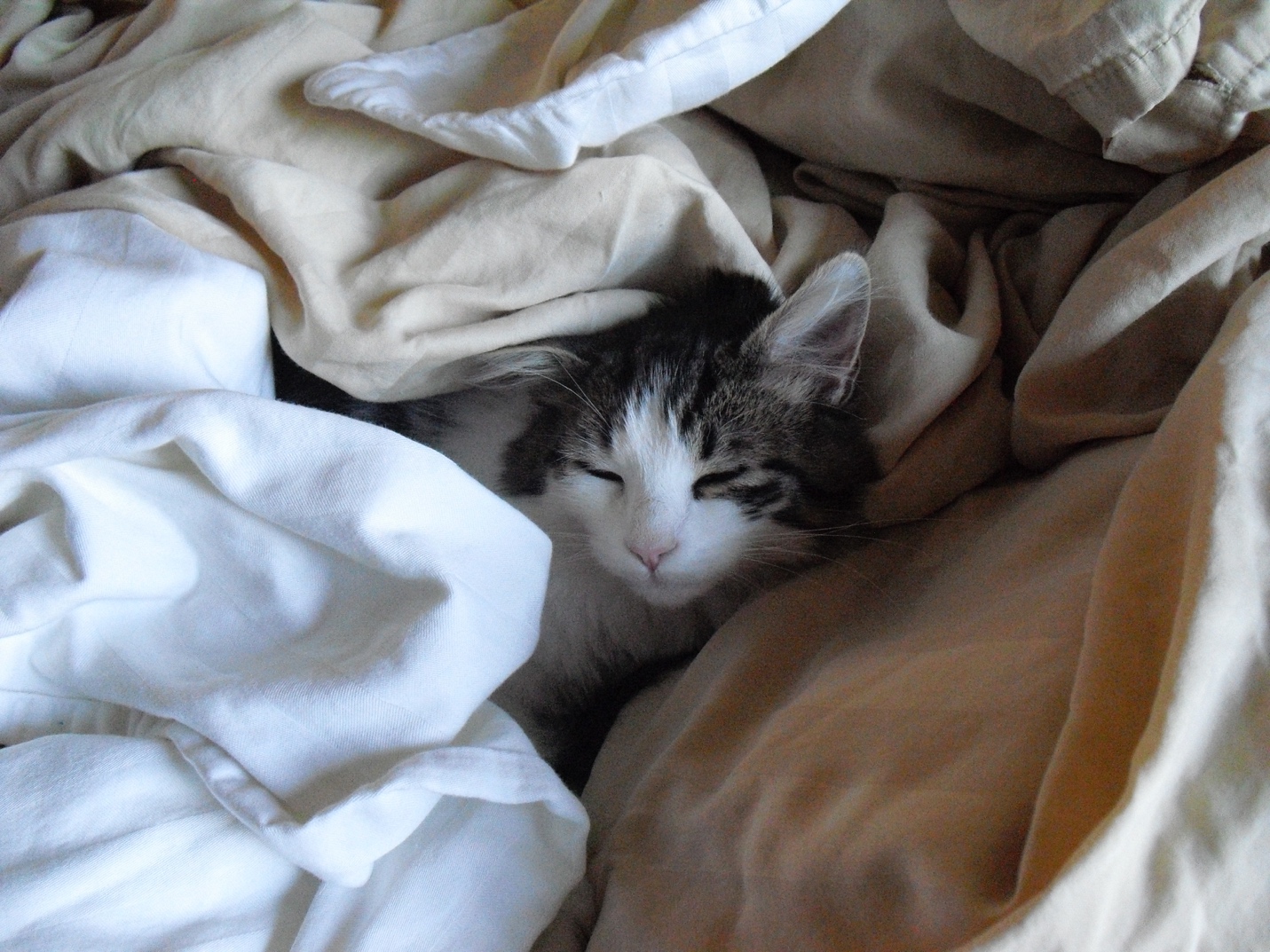 A cat sleeping on a bed Description automatically generated