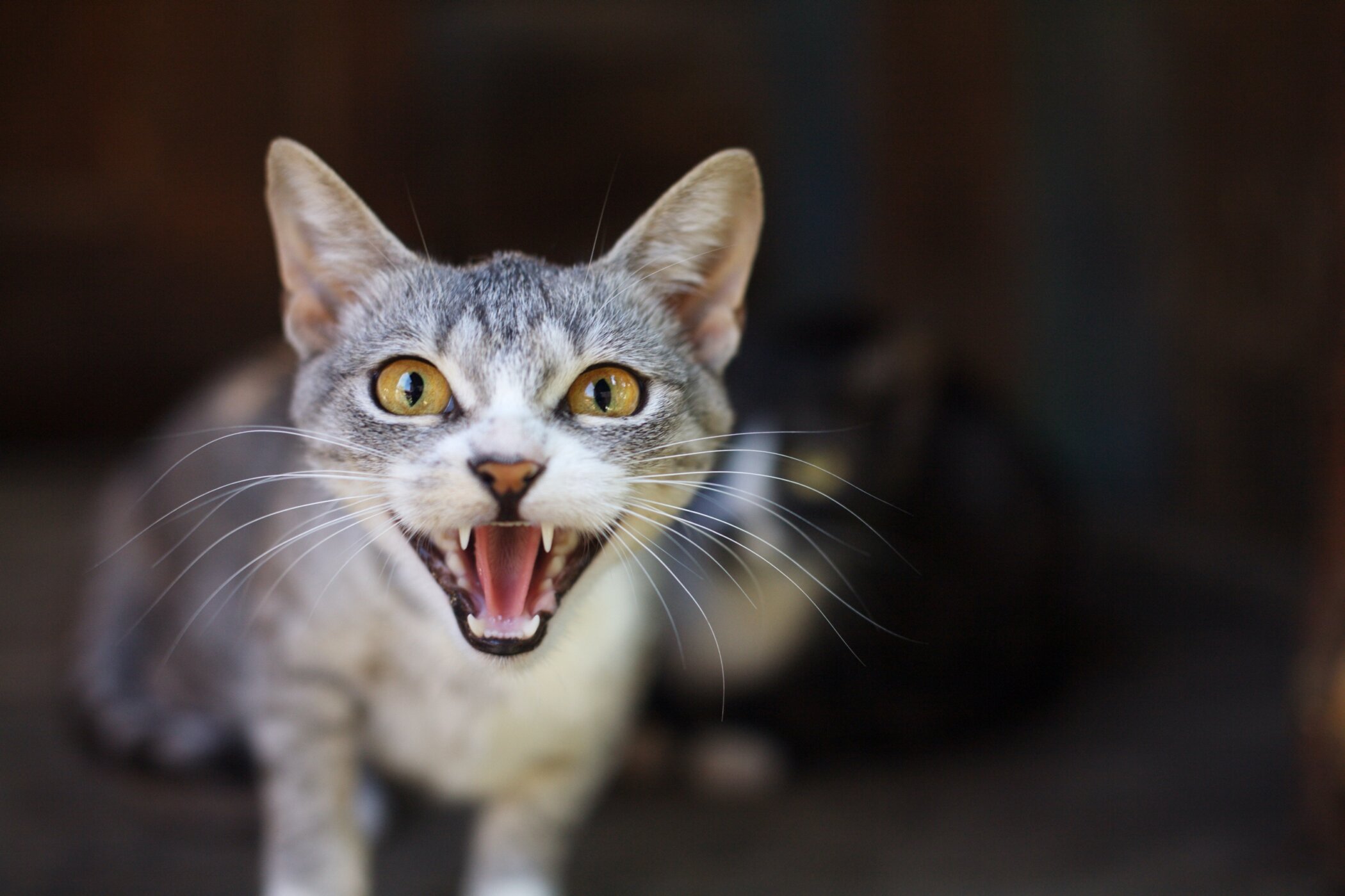 A cat that is looking at the camera Description automatically generated