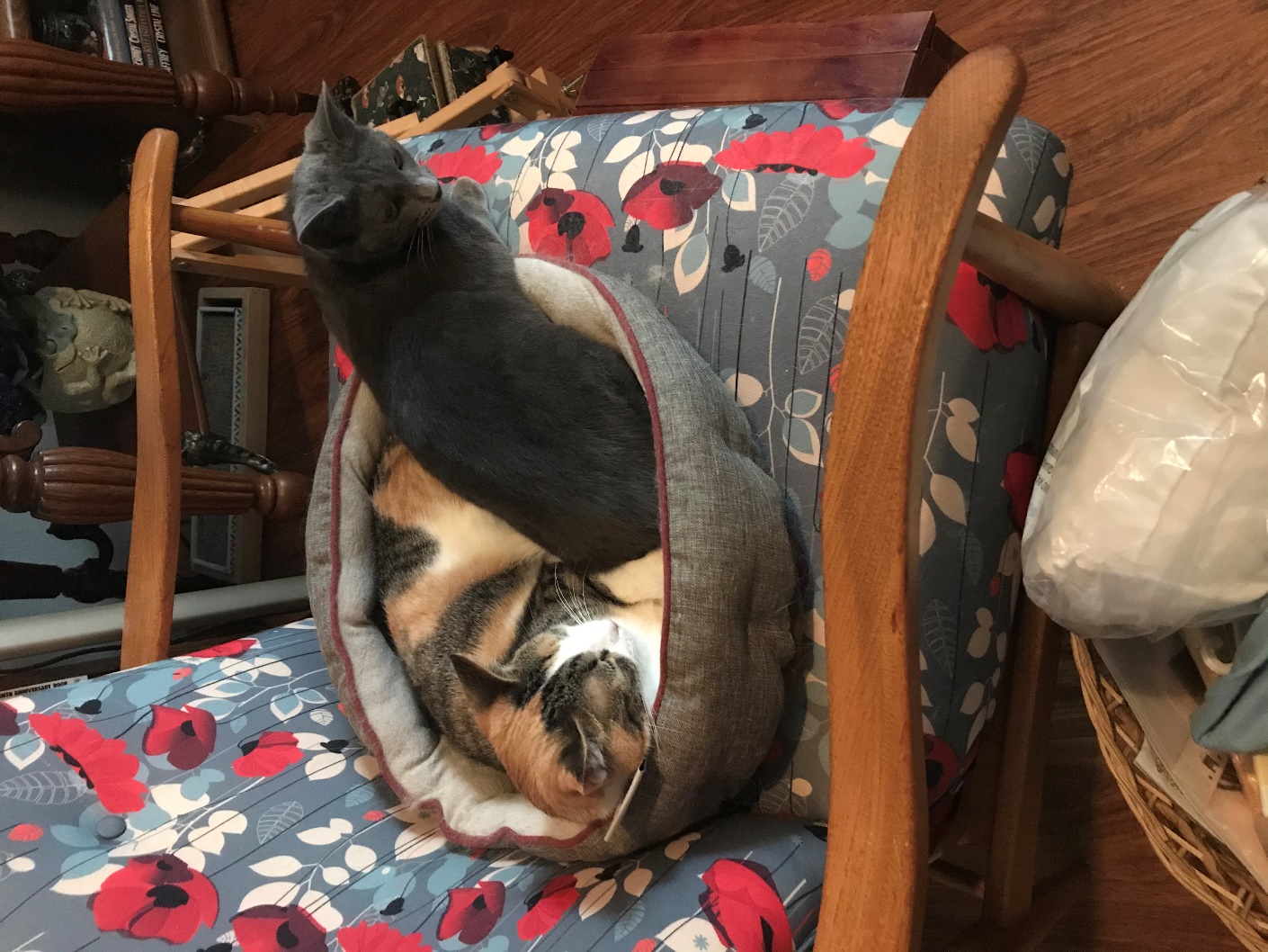 A cat sitting on top of a suitcase Description automatically generated