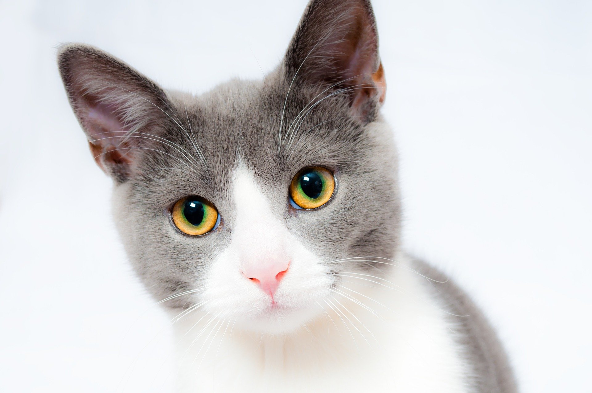 A cat with yellow eyes Description automatically generated with medium confidence