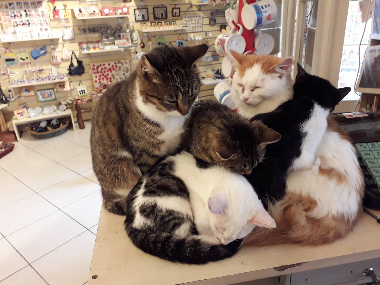 A group of cats sitting on a table Description automatically generated with low confidence