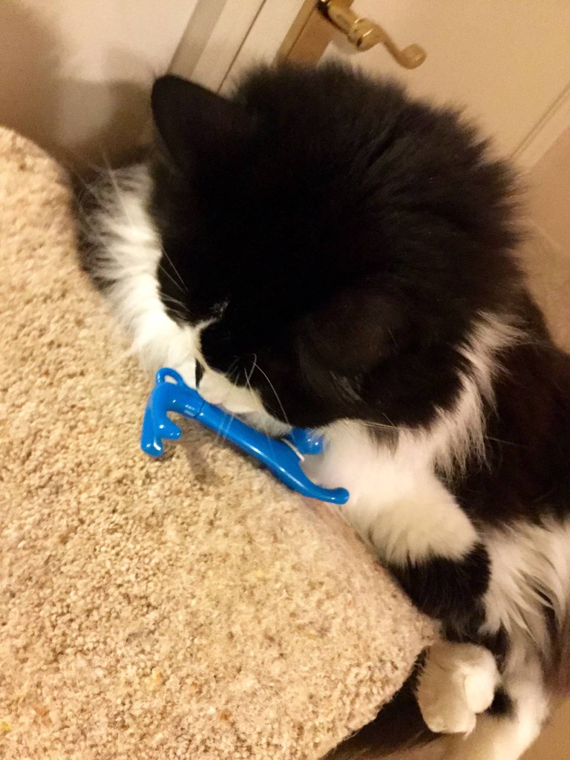 Despite their reputation for being dominant and independent, cats have effortlessly made their way into the hearts of many humans. A Pet Care Box? Great idea! - Katzenworld