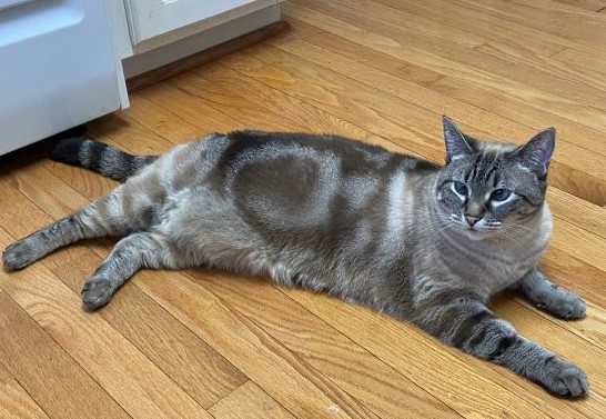 A cat lying on the floor Description automatically generated