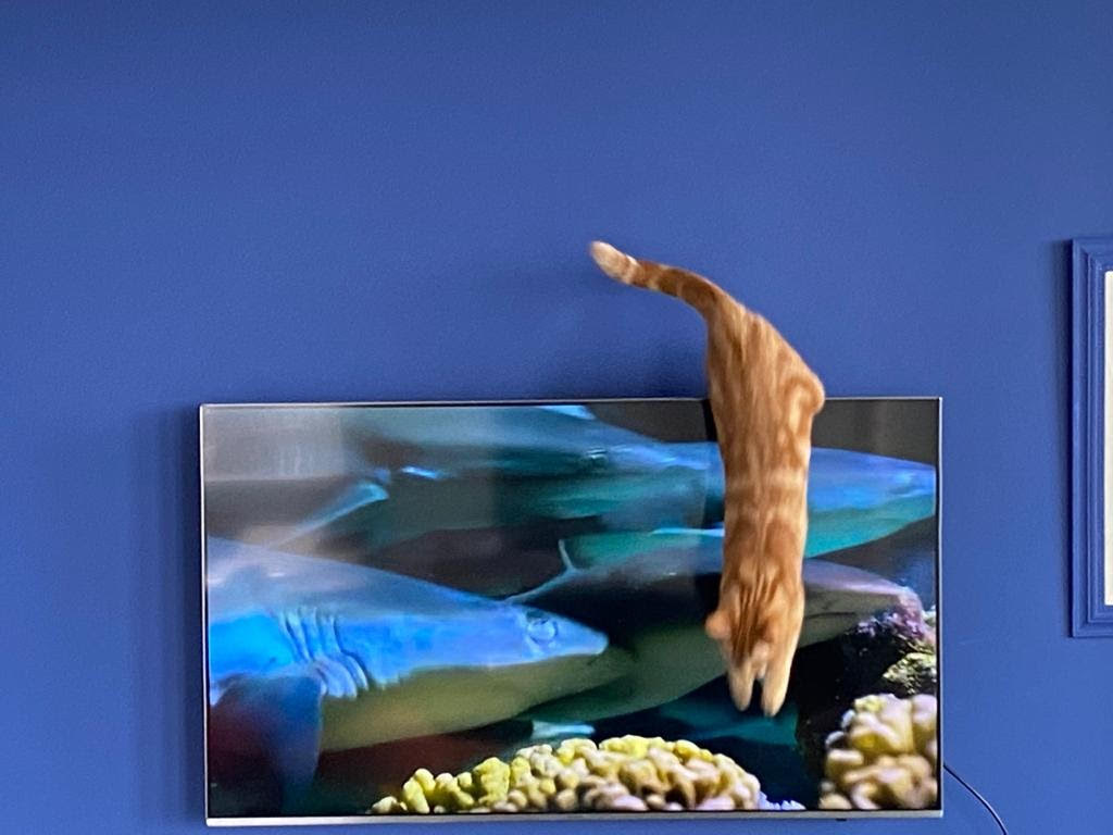 A picture containing text, indoor Description automatically generated