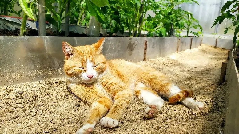 Keeping your pet cool: The truth about using ice